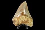 Serrated, Fossil Megalodon Tooth - Indonesia #148149-2